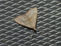 Brown-Lined Owlet Moth